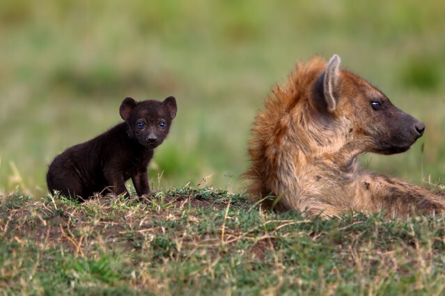 Hyena mother with baby in Masai Mara, Kenya